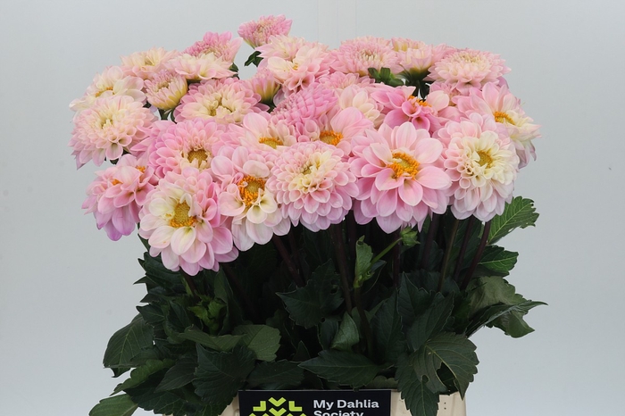 <h4>Dahlia Pink</h4>