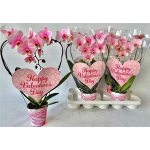 Phal ** Paint ** Pink Heart 16+