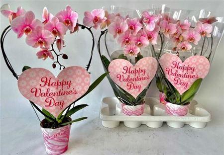 Phal ** Paint ** Pink Heart 16+