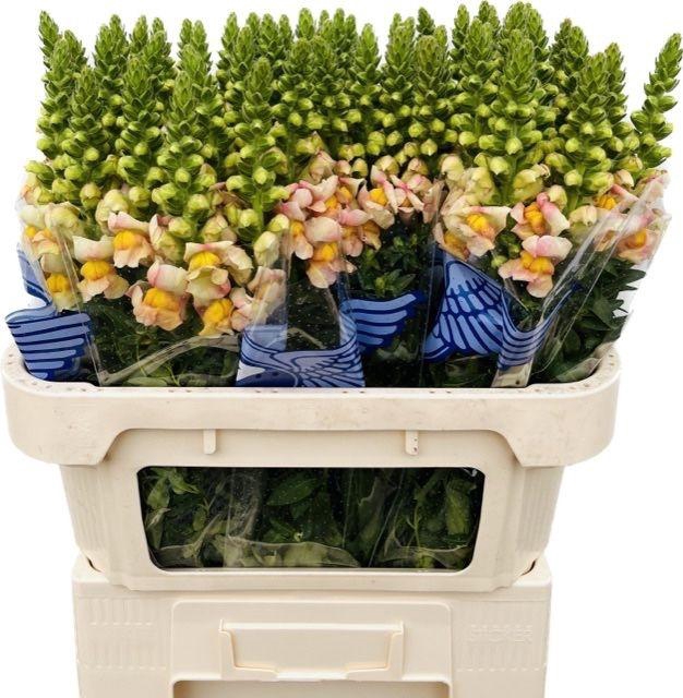 <h4>Antirrhinum Costa Apricot</h4>
