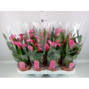 Zantedeschia  'Zazu'