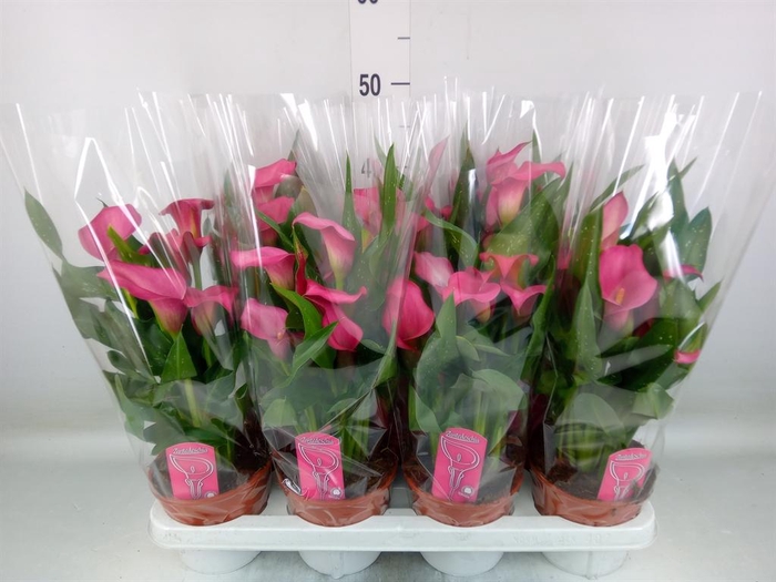<h4>Zantedeschia  'Zazu'</h4>