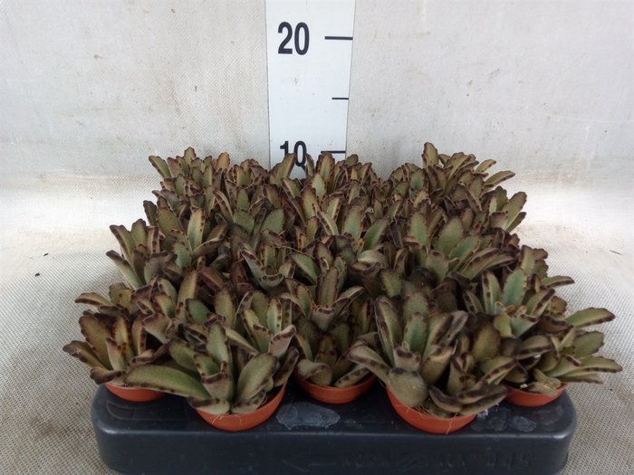 <h4>Succulents   ...</h4>