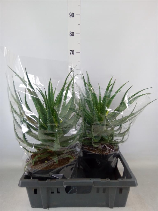 <h4>Aloe arborescens</h4>