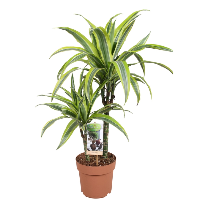 <h4>Dracaena fr de 'LemonLime'</h4>