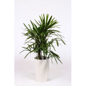 Rhapis excelsa