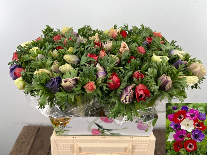 <h4>ANEM CO MAR GEM</h4>