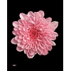 Chr T Altaj Pastel Pink