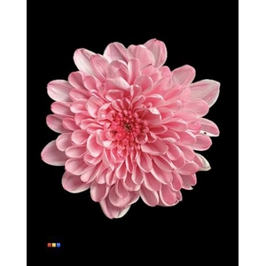 Chr T Altaj Pastel Pink