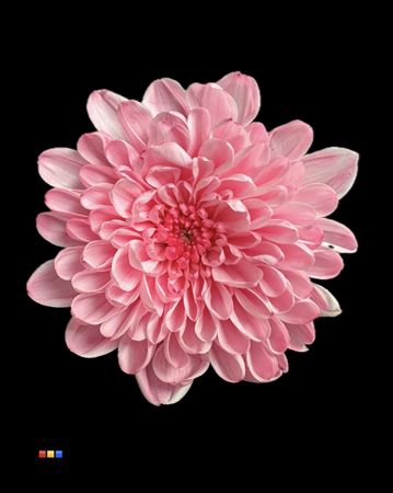 <h4>Chr T Altaj Pastel Pink</h4>