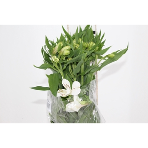 ALSTROEMERIA WHITNEY 080 CM