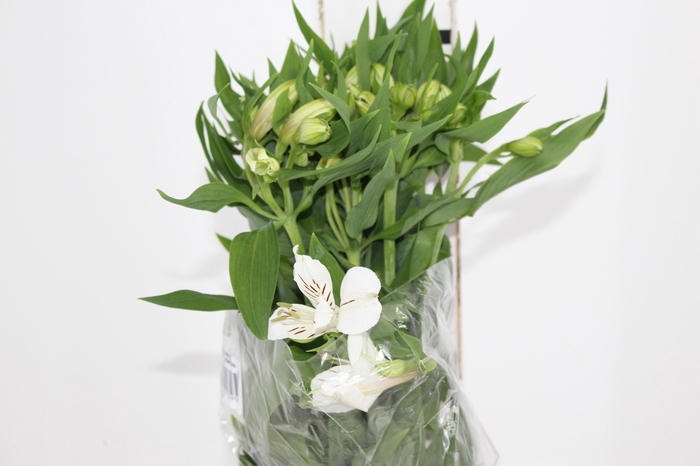 <h4>ALSTROEMERIA WHITNEY 080 CM</h4>