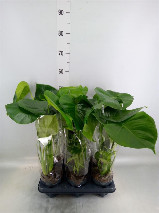 <h4>Monstera delic.</h4>