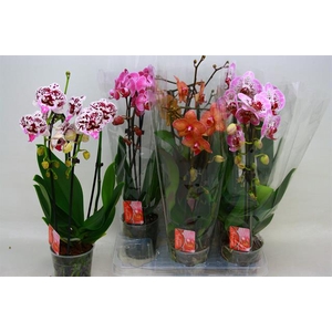 Phalaenopsis Elegans Cascade 12Ø 45cm 2st 16fl
