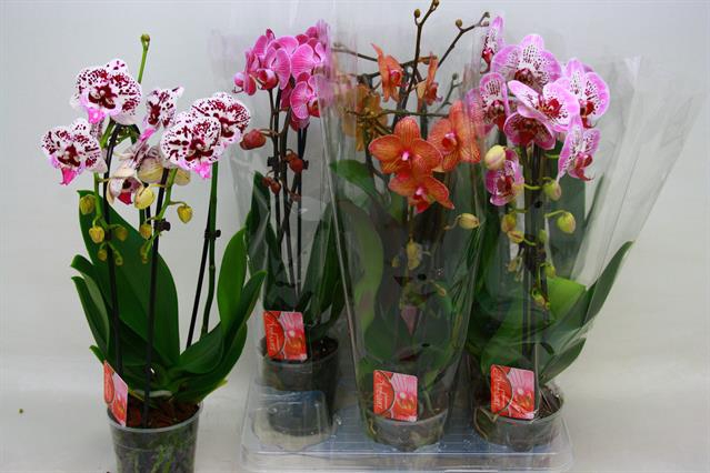 Phalaenopsis Elegans Cascade 12Ø 45cm 2st 16fl