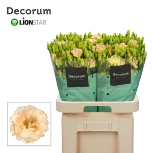Lisianthus do alissa champagne