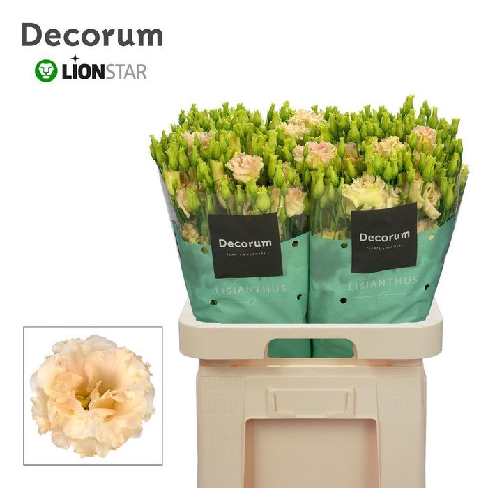 <h4>Lisianthus do alissa champagne</h4>
