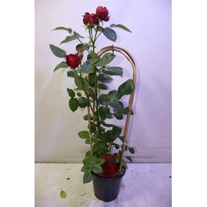 Rosa Fl Grand Select