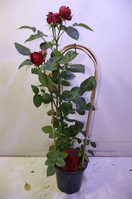 <h4>Rosa Fl Grand Select</h4>