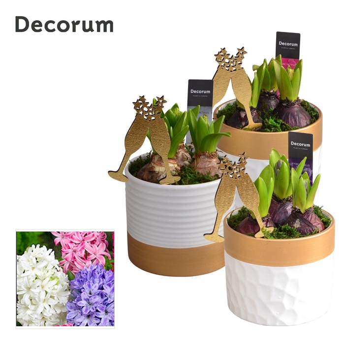 <h4>ARR HYACINTH</h4>