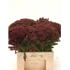 Kaaps Brunia Albiflora Green