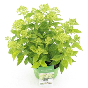 Hydrangea pan. 'Greenlight'® C5 (23cm.) Kn.