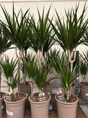 <h4>Dra Marginata 45-25-10 Cm</h4>