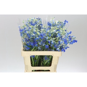 Delph En Volkerfrieden