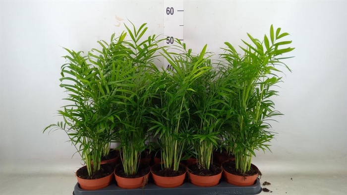 <h4>Chamaedorea elegans</h4>