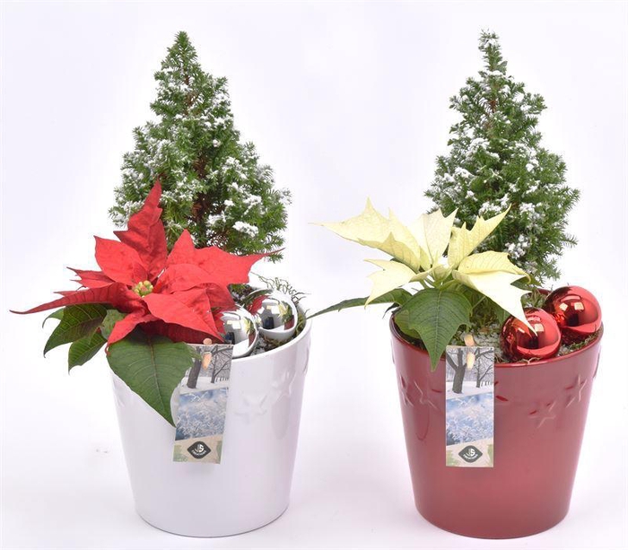 <h4>Keramiek pot met ster decor 13cm</h4>