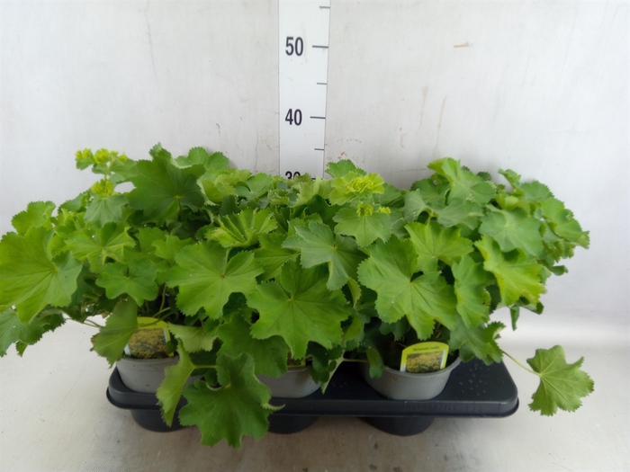 <h4>Alchemilla mollis</h4>