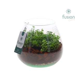 Green Bottle Abby Medium met groene plant