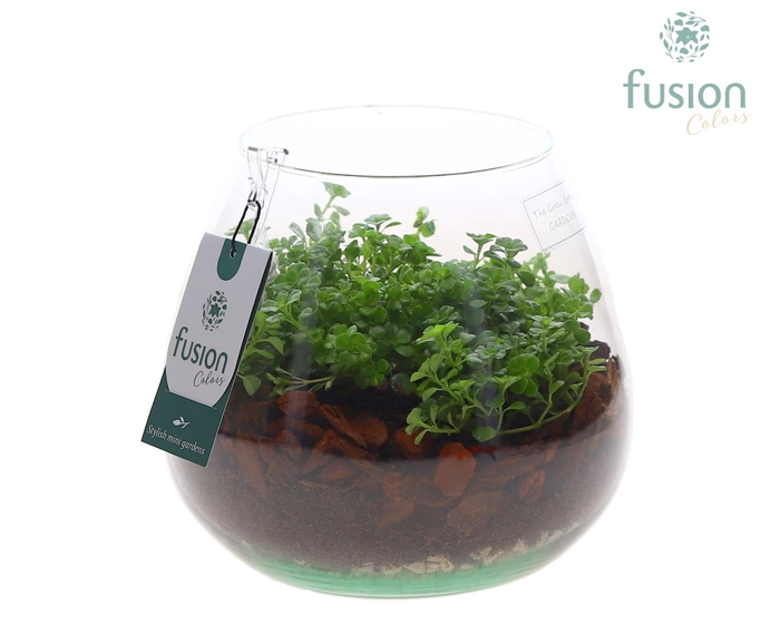 <h4>Green Bottle Abby Medium met groene plant</h4>