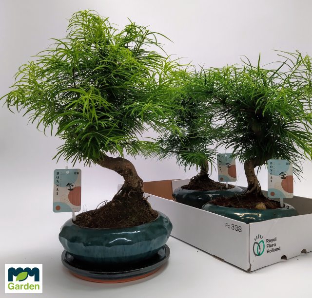 <h4>BONSAI OV</h4>