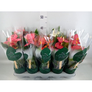 Anthurium   ...mix 4