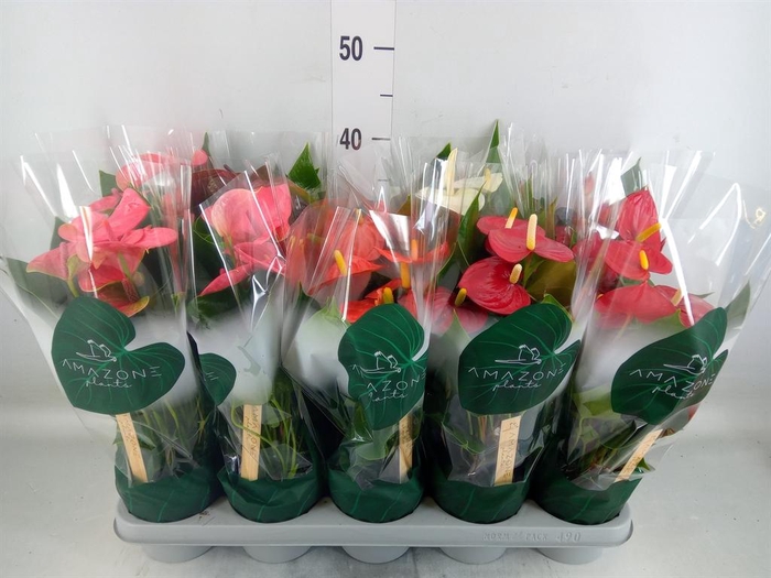 <h4>Anthurium ...mix 4</h4>