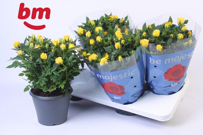 <h4>Rosa Jewel Patio Amazing 17cm</h4>