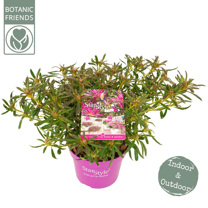 <h4>Azalea 'Starstyle Lila' ®</h4>