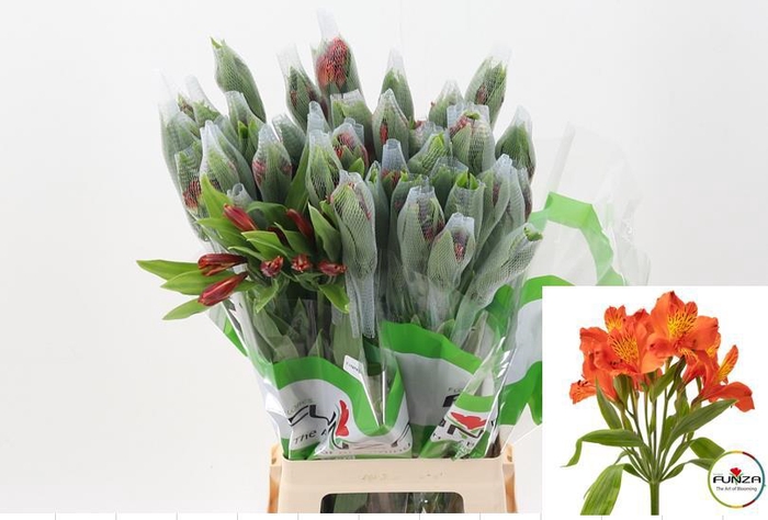 <h4>Alstr Cinammon Fu</h4>