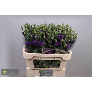 Eus G Minu Dark Purp