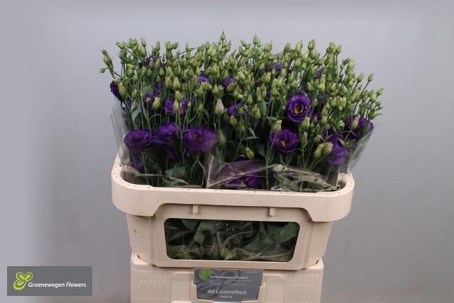 <h4>Eus G Minu Dark Purp</h4>