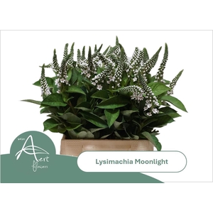 LYSIM MOONLIGHT