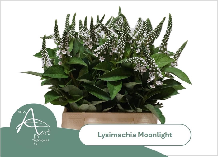 <h4>LYSIM MOONLIGHT</h4>