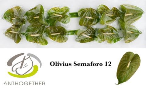 <h4>ANTH A OLIVIUS</h4>