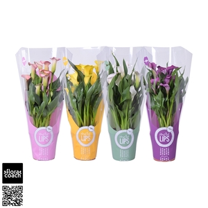 Zantedeschia gemengd Calla mix in MoreLIPS® hoes