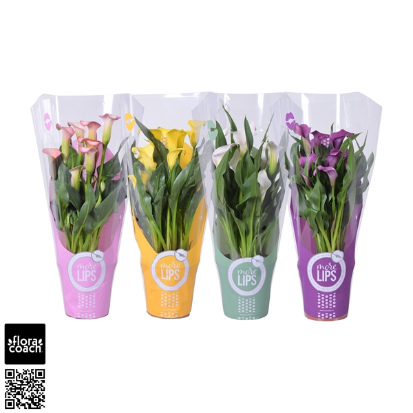 <h4>Zantedeschia gemengd Calla mix in MoreLIPS® hoes</h4>