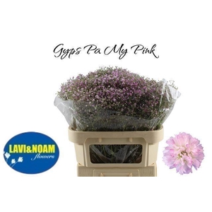 GYPS MY PINK 35 GR.