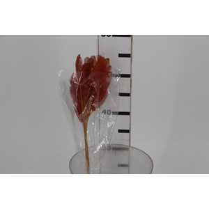 PLANTA SECA FOLHA ASA DE BARATA LARANJA 50CM