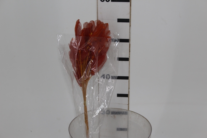<h4>PLANTA SECA FOLHA ASA DE BARATA LARANJA 50CM</h4>