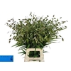 Chasmanth Latifolium X10